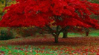 Japanese Maple In Autumn