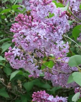 Lilacs In Bloom HD Walls Find Wallpaper
