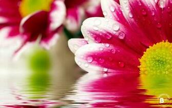 HD Flower Wallpaper For Pc Of Nature