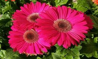 Light Pink Daisies Wallpaper Gerbera Daisy
