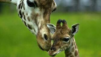 Giraffe Desktop Background