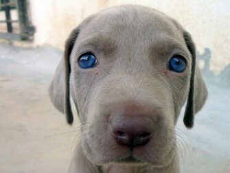 Weimaraner