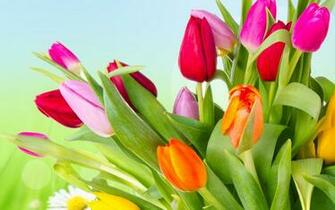 Wallpaper Tulips Flowers Varicoloured Bright Yellow Orange Red