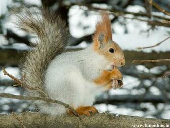 Squirrel Wallpaper Charming Squirrels HD