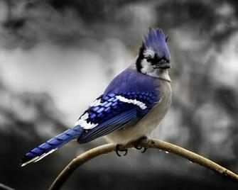 Blue Jay Bird Photos Wallpaper The Fun Bank