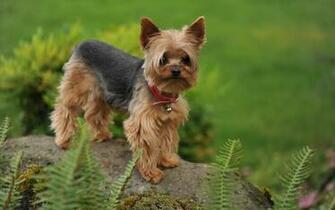 Pics Photos Yorkies Wallpaper
