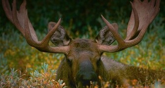 Moose Wallpaper Weddingdressin