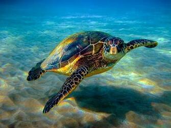 Poly Bio Living Life At Sea Diving Physiology In Marine Turtles