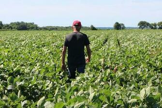 Trump China Trade War Farmers Are Desperate For A Deal Vox