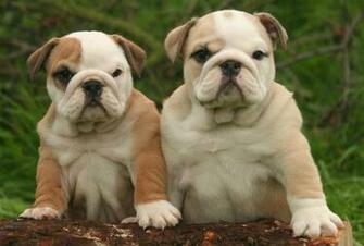 Source Url Smscs Photo Bulldog Html