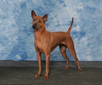 Thai Ridgeback Portrait Photo And Wallpaper Beautiful