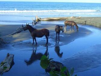 Horses On The Beach Wallpaper