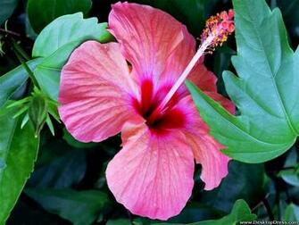 Home Desktop Wallpaper Flowers Gardens Background Hibiscus