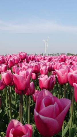 Farm Flowers Pink Tulips Wallpaper