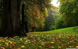 Forest Jpg