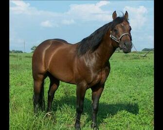 American Quarter Horse Wallpaper