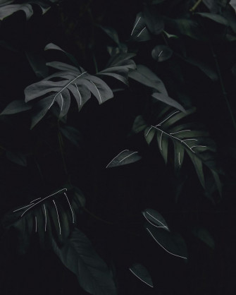 Aesthetic Leaves Wallpaper By TabirtHDayideas
