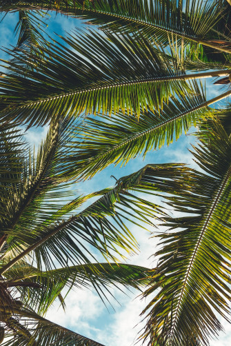 Tropical Wallpaper HD Hq