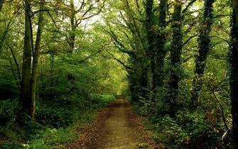 Forest Background Pictures