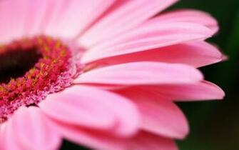 Girly HD Wallpaper Pink