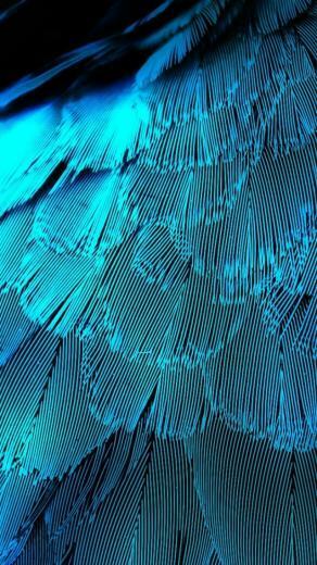 Electric Blue Feathers iPhone Wallpaper