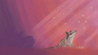 Numbat Wallpaper
