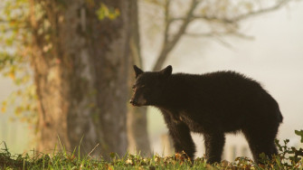 Black Bear Wallpaper HD