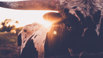 Texas Background Wallpaper