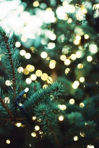 Pine Trees Lights Christmas Wallpaper