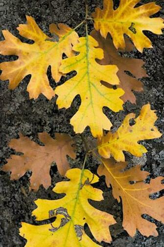 Autumn Leaves iPhone Wallpaper HD