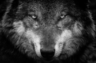 Black White Wolf Stare Wallpaper