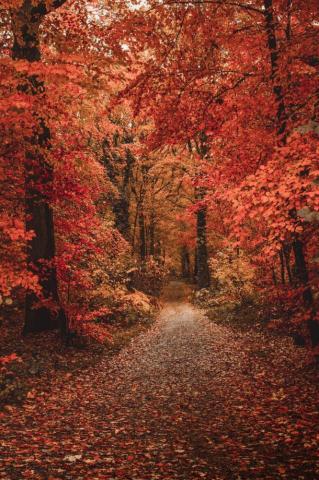 Amazing Fall Wallpaper For iPhone