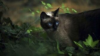 Siamese Cat Wallpaper