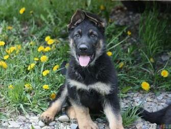 Licence Category Creatures Tags Dog Pet German Shepherd Puppy