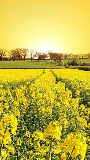 Spring Sunset iPhone HD Wallpaper
