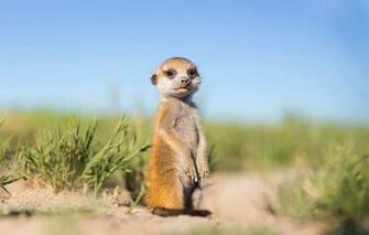 Wallpaper Nature Background Baby Meerkat Image For Desktop