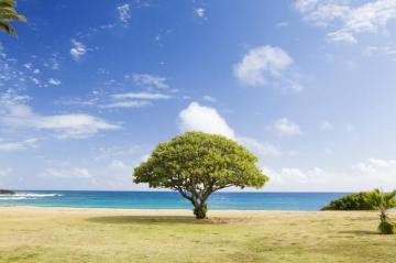 Tree Wallpaper HD Hq