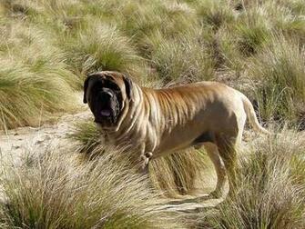 English Mastiff Dog Wallpaper