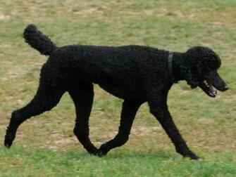 Black Standard Poodle By Fantasystock