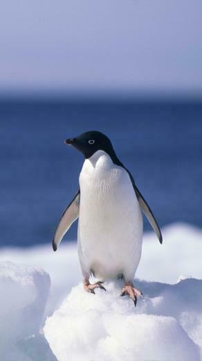 Animal Penguin Wallpaper Id