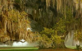 Nature Landscape Ancient Oak Trees Mist Grass