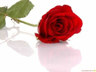 Rose Month Wallpaper For