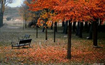 Park Autumn Wallpaper