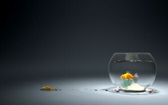 Cute Goldfish Wallpaper Animal Desktop Background