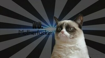 Grumpy Cat Wallpaper No By Laurentiu2000