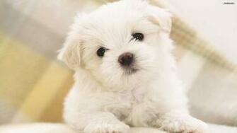 Puppy Wallpaper Photo Desktop