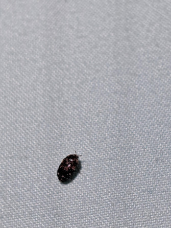 Carpet Beetle Found This On My Bed Wallpaper