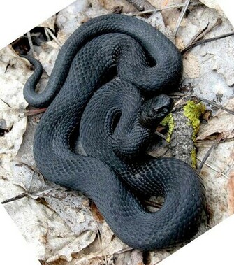 Viper Snake Pictures Funny