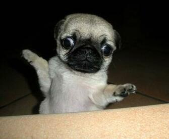 Derp Pug Wallpaper Dogs