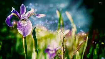 Iris Wallpaper